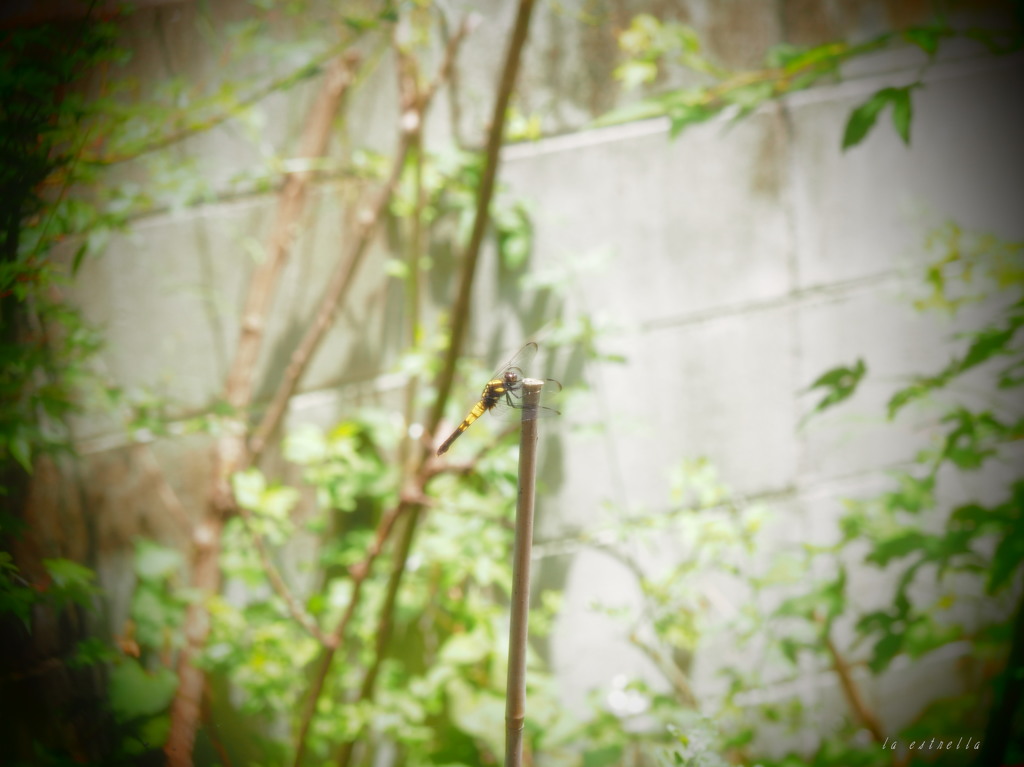 トンボ