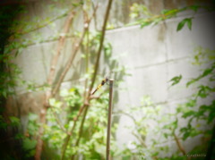 トンボ