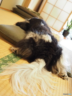 グダグダな午後・・・