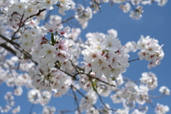 青空に桜♪