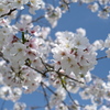 青空に桜♪