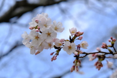 桜、さくら・・・