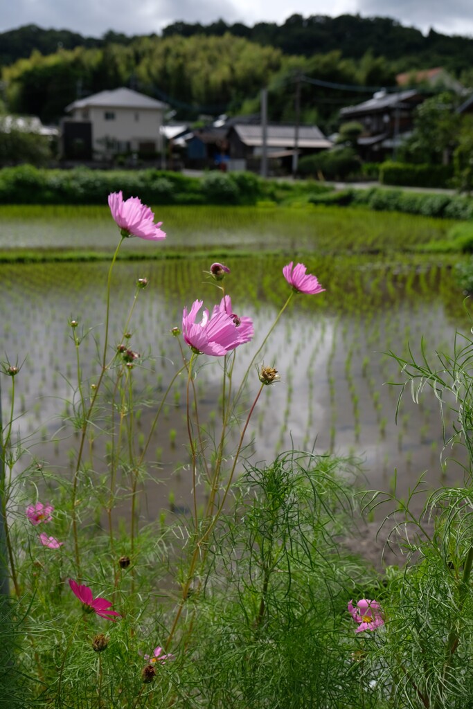 夏の記憶～3