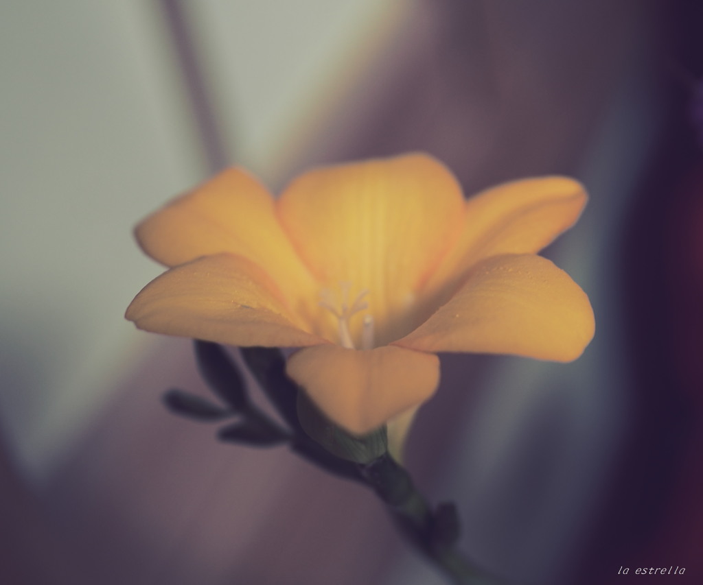 フリージアの花