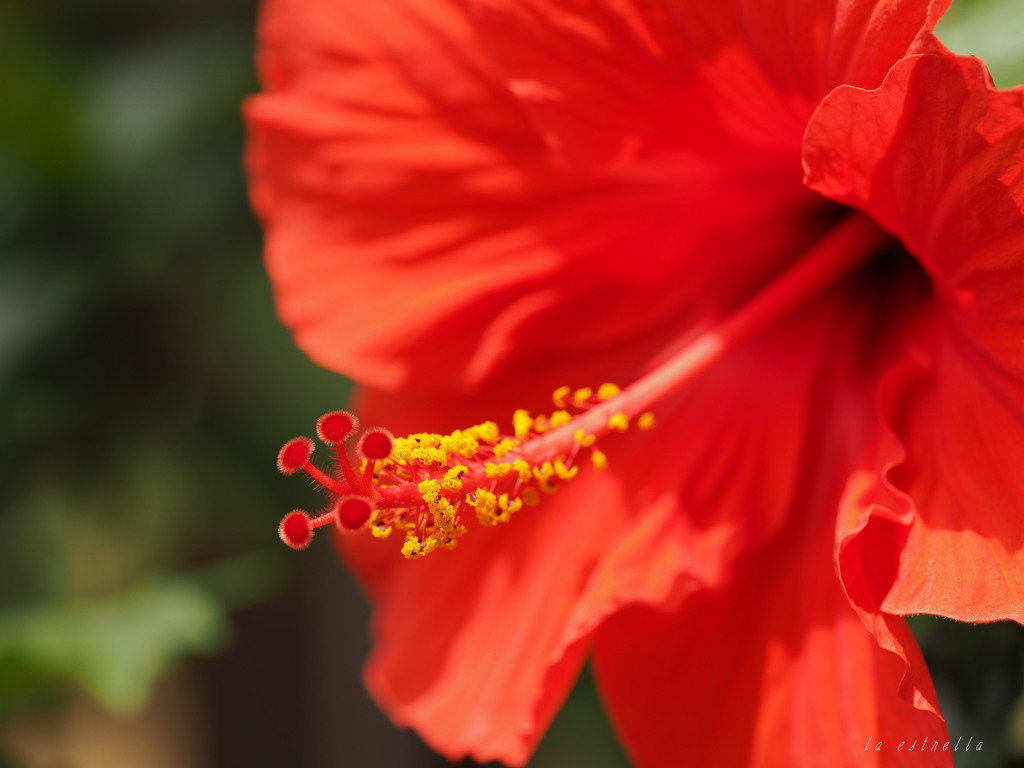夏色の花