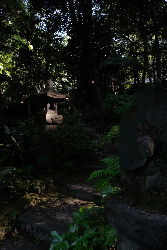 苔生す