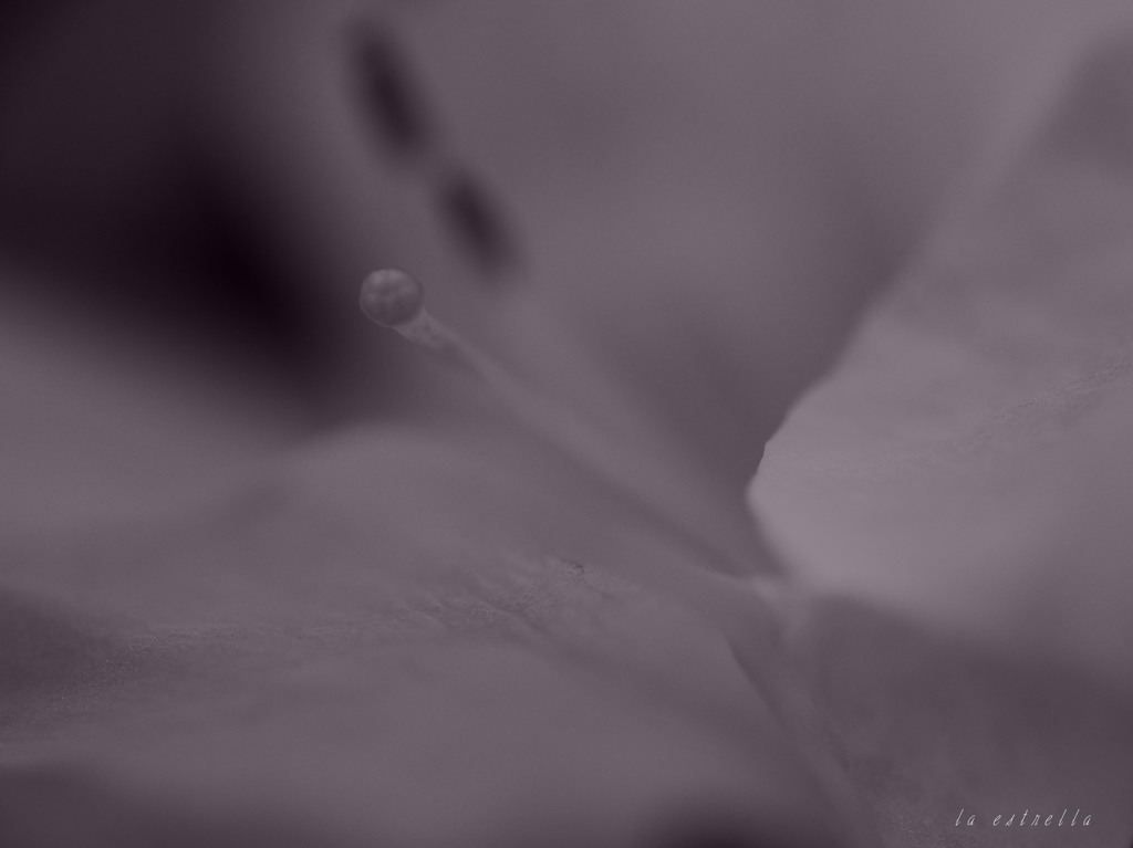 蕊