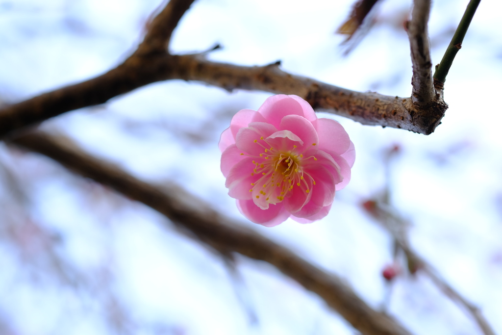 紅梅、花一輪