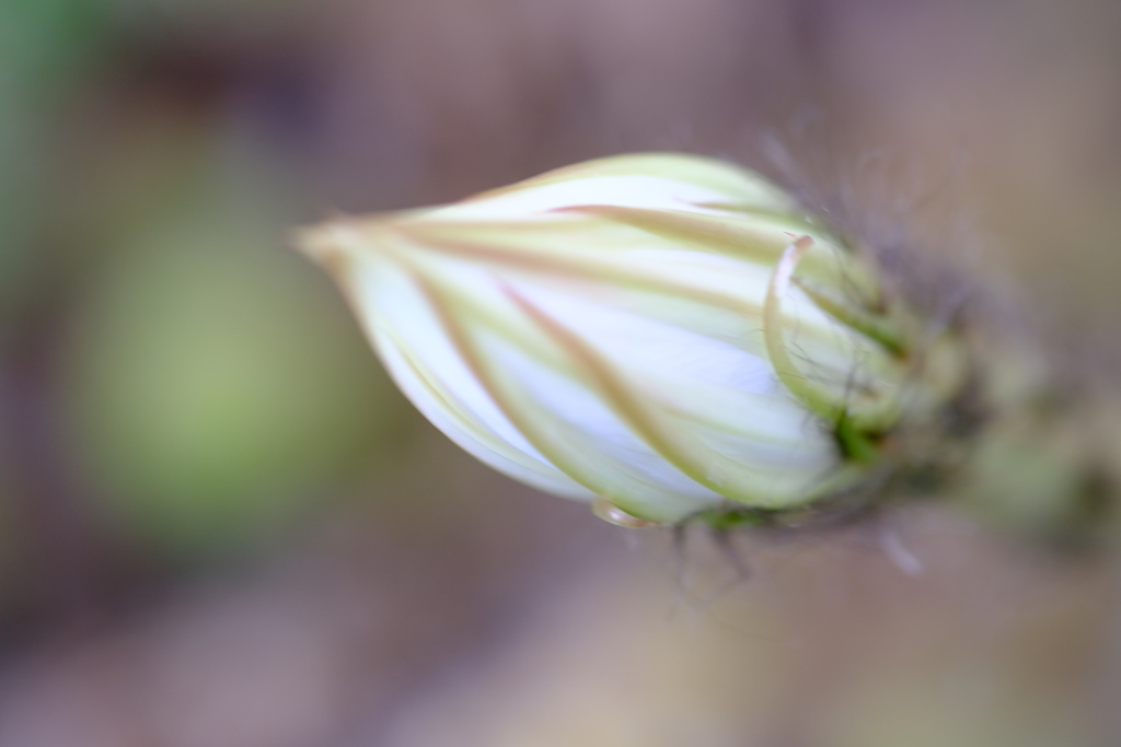 サボテンの花　蕾