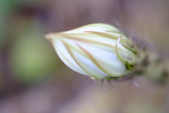 サボテンの花　蕾