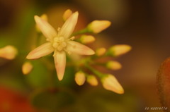 花月～夢の中へ～