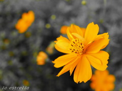 Ｙｅｌｌｏｗ 