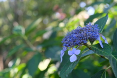 秋の紫陽花