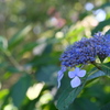 秋の紫陽花