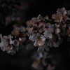 夜桜