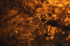 夜桜～一枝に寄せる想い～