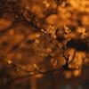 夜桜～一枝に寄せる想い～