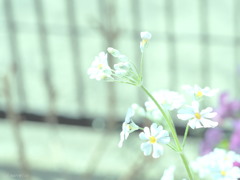 春の光と風に遊ぶ