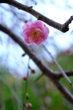 紅梅、花一輪～3～