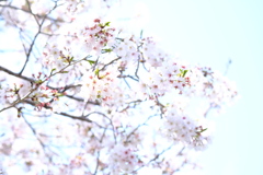 桜の花の咲くころに・・・