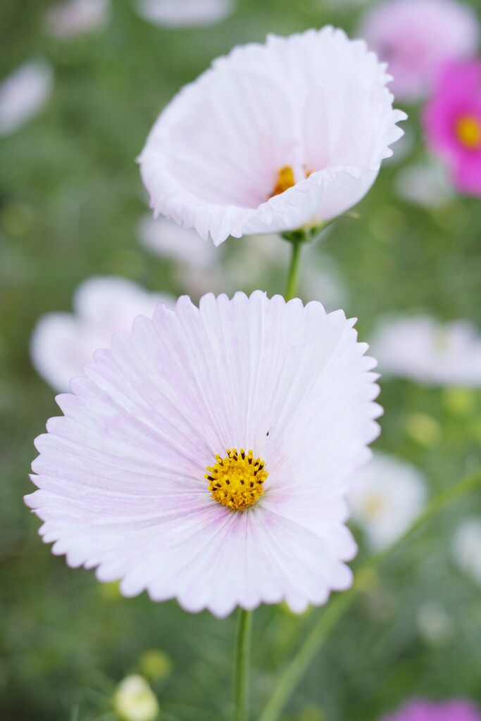 秋桜・～2020