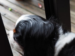 雨上がり