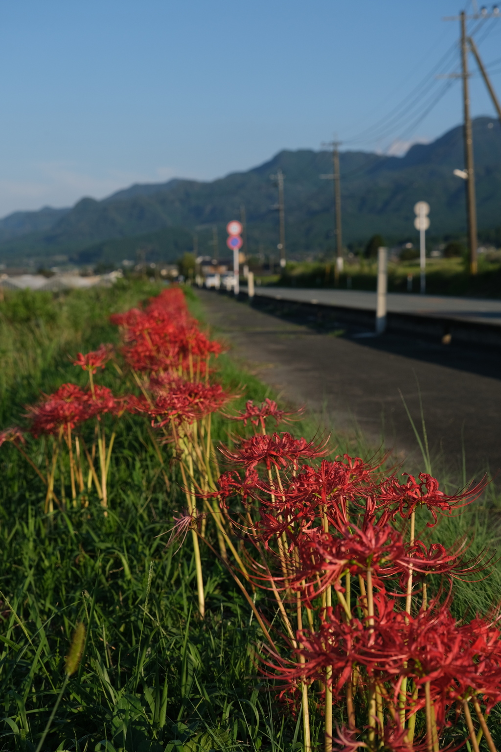 彼岸花～2021　咲く道・1