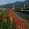 彼岸花～2021　咲く道・1