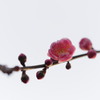 紅梅