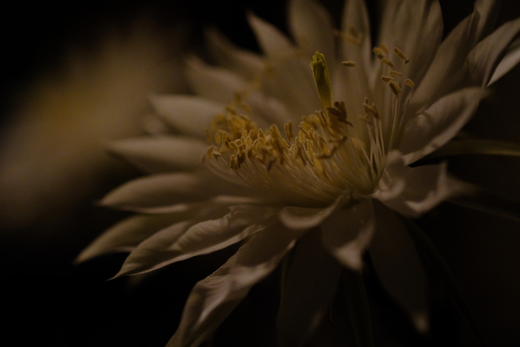 サボテンの花　開花