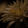 サボテンの花　開花