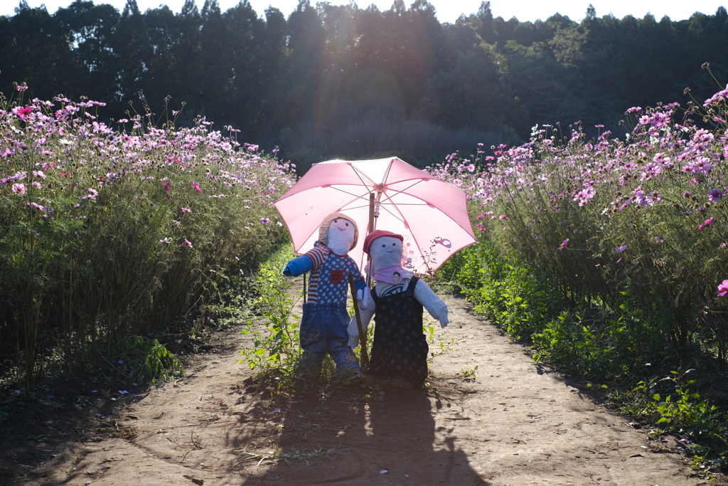 秋桜畑の仲間たち♪～2019