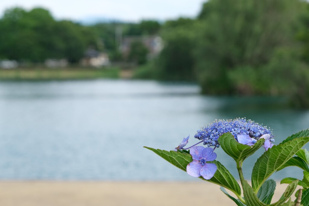 紫陽花