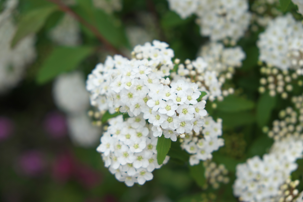花の季節～2