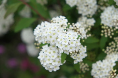 花の季節～2