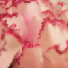 ｆｒｉｌｌ