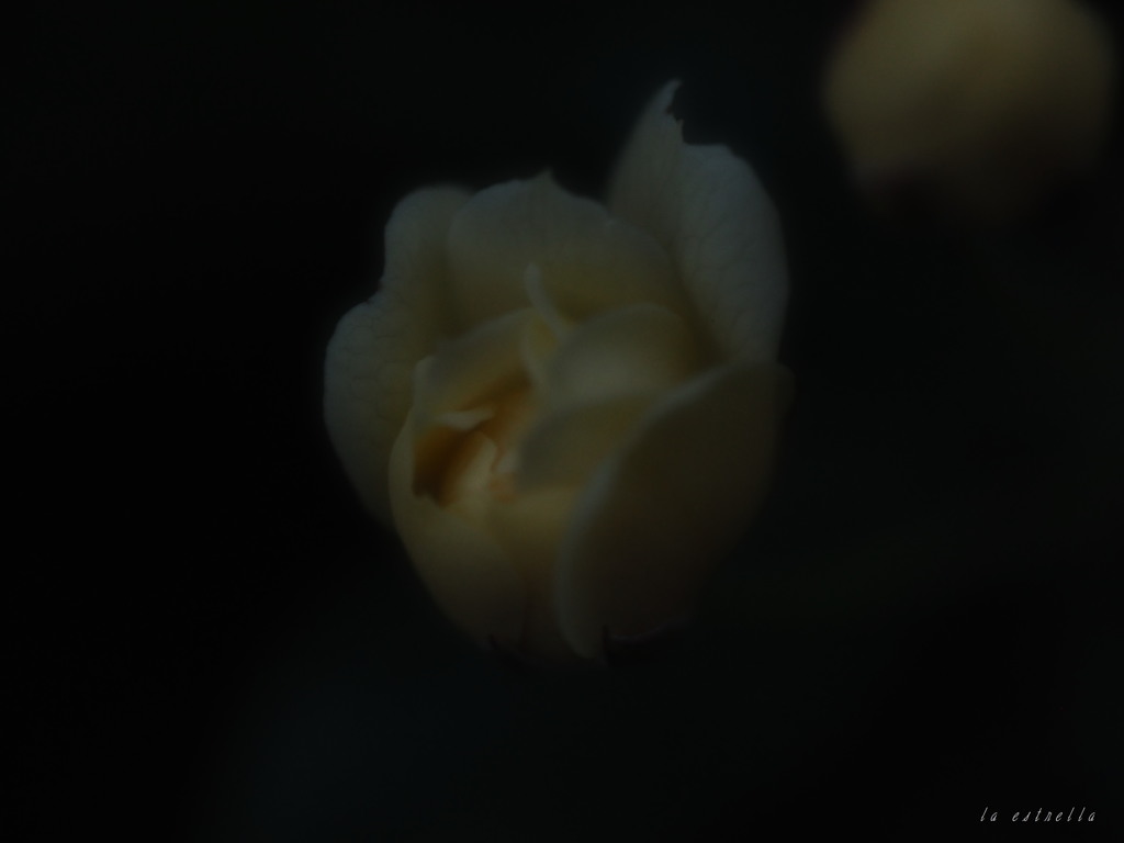 月光