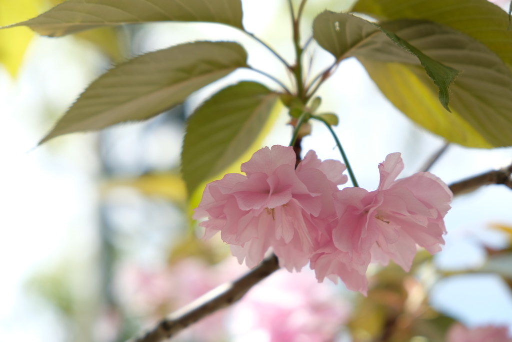 今年最後の桜・2