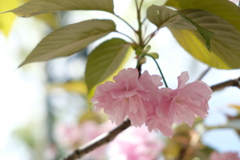 今年最後の桜・2