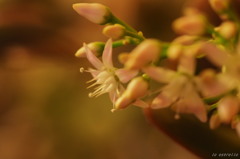 花月～横顔～