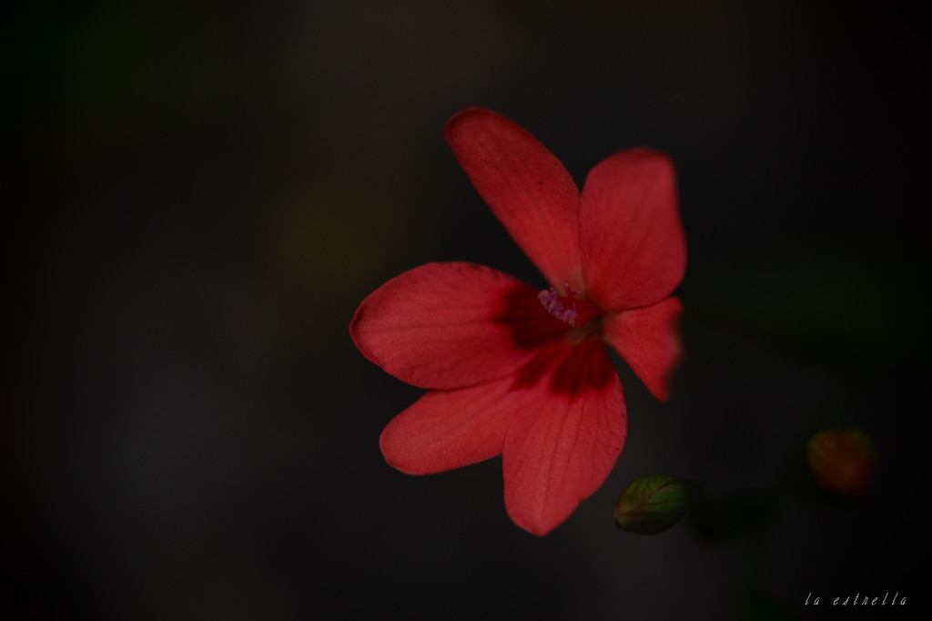 名もなき花の唄