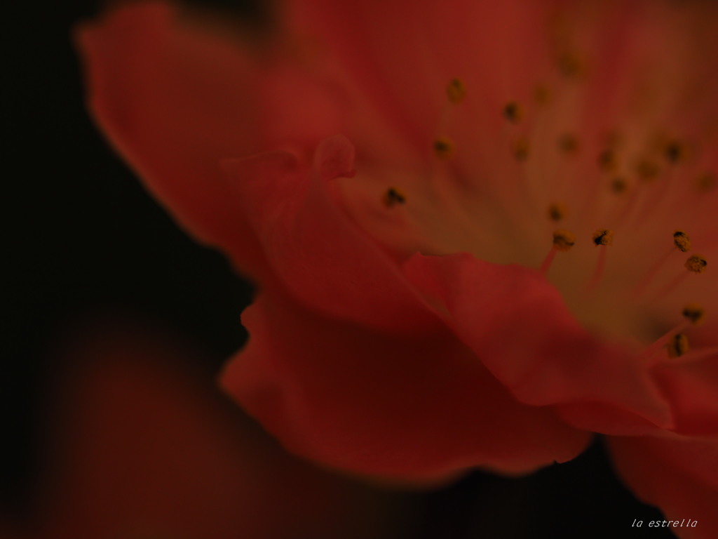 開花