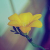 フリージアの花～明るいｖｅｒ～