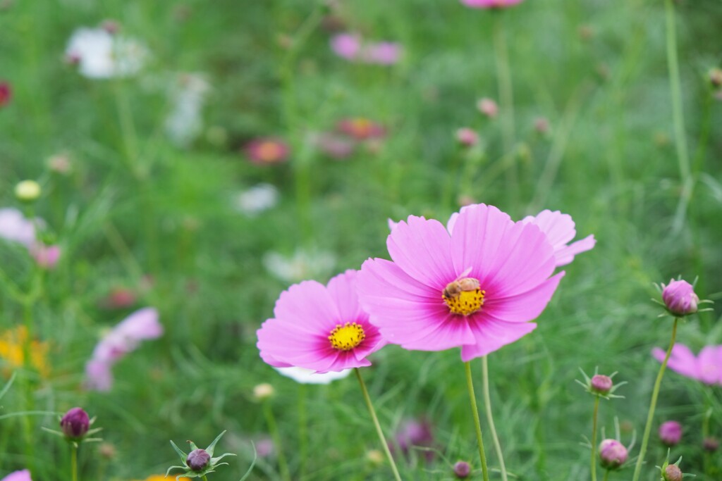秋桜～2019