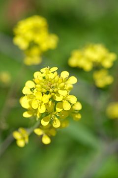 菜の花～２