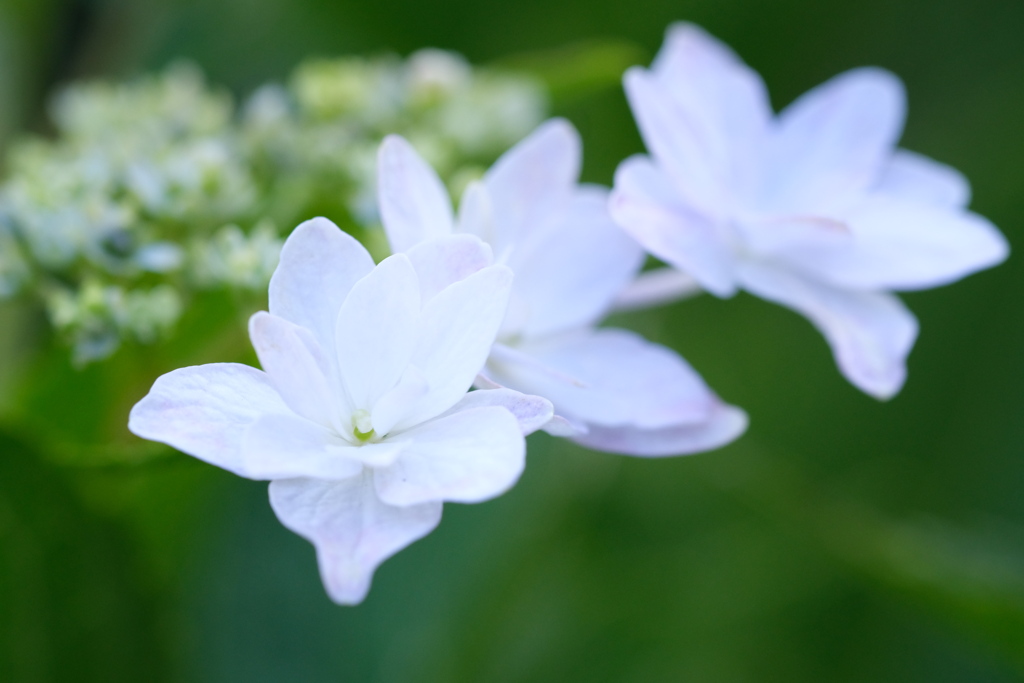 額紫陽花