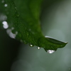 涙雨