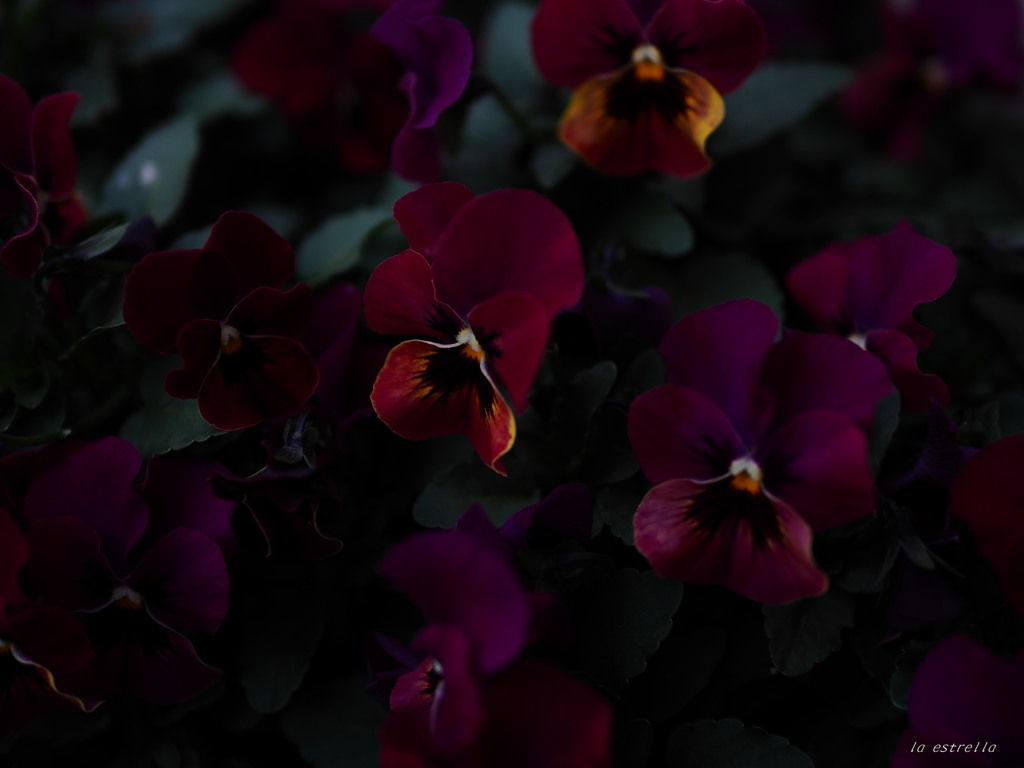 黄昏時に花たちは・・・