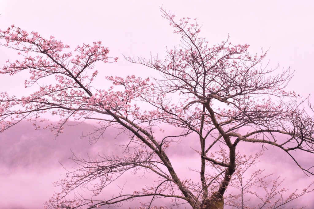 桜