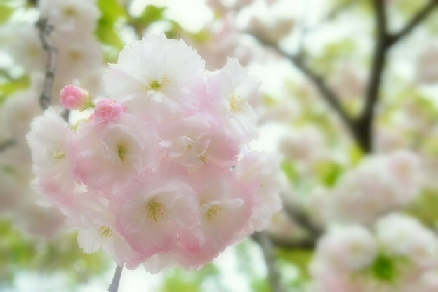 八重桜